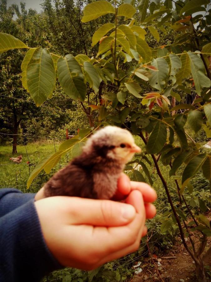 Agroturystyka U Babci 奇胡夫 外观 照片