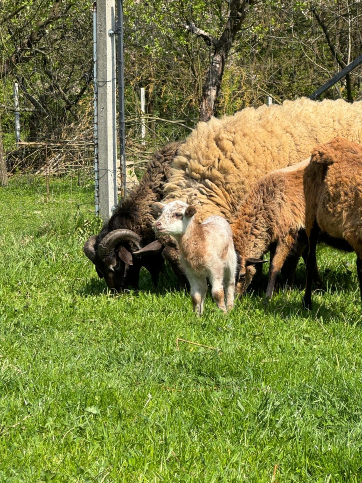 Agroturystyka U Babci 奇胡夫 外观 照片